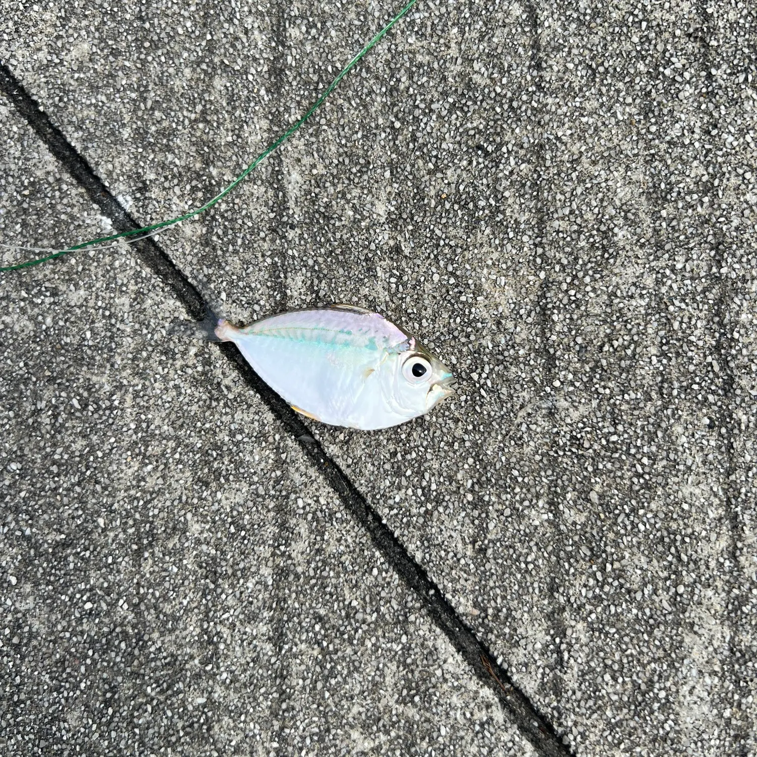The most recent Orangefin ponyfish catches on Fishbrain