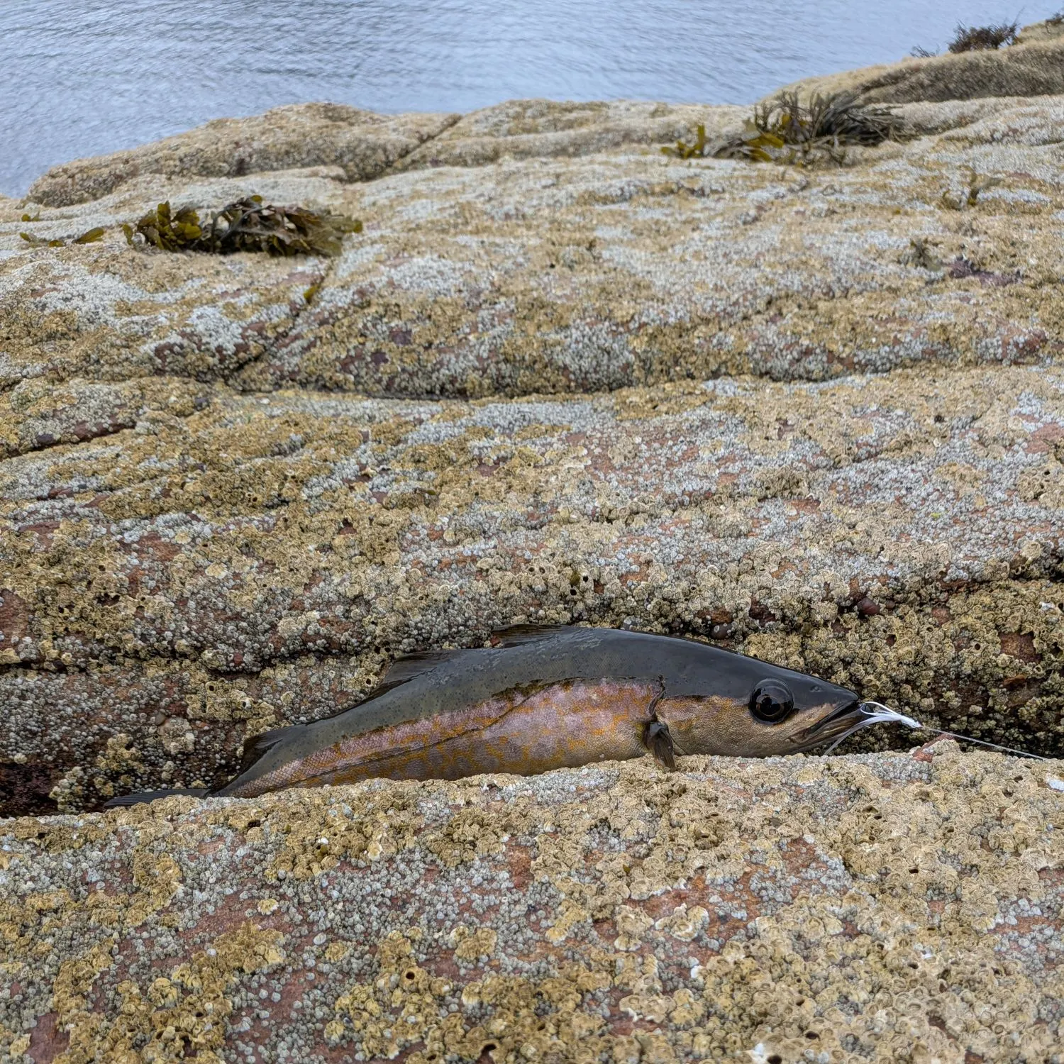 Alaska pollock caught on Fishbrain