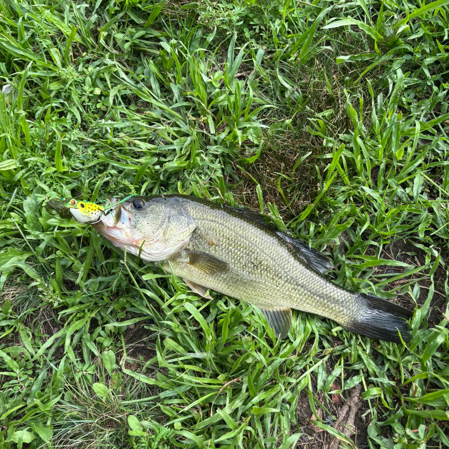 Largemouth bass caught on Fishbrain