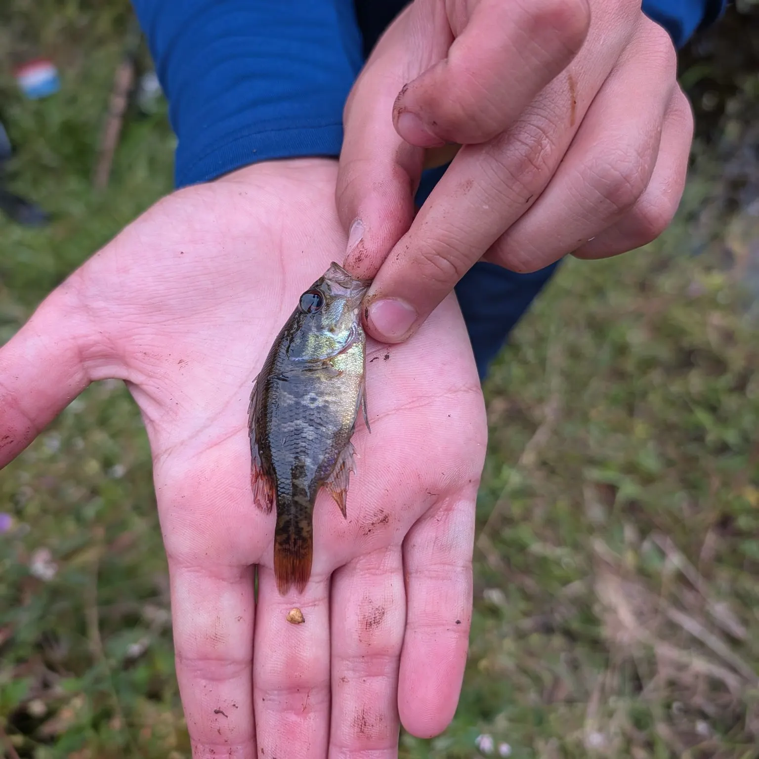 Warmouth caught on Fishbrain