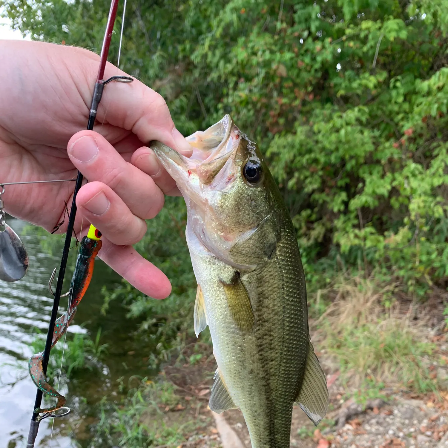 Largemouth bass caught on Fishbrain