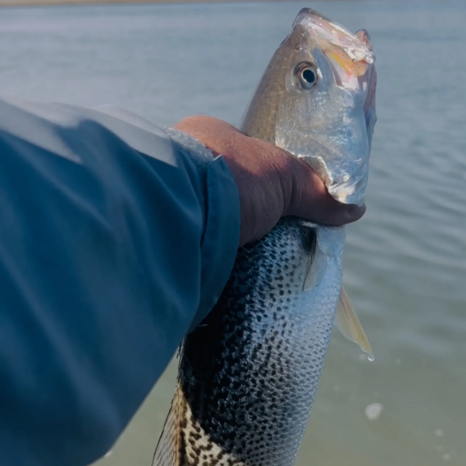 The most popular recent Gray weakfish catch on Fishbrain