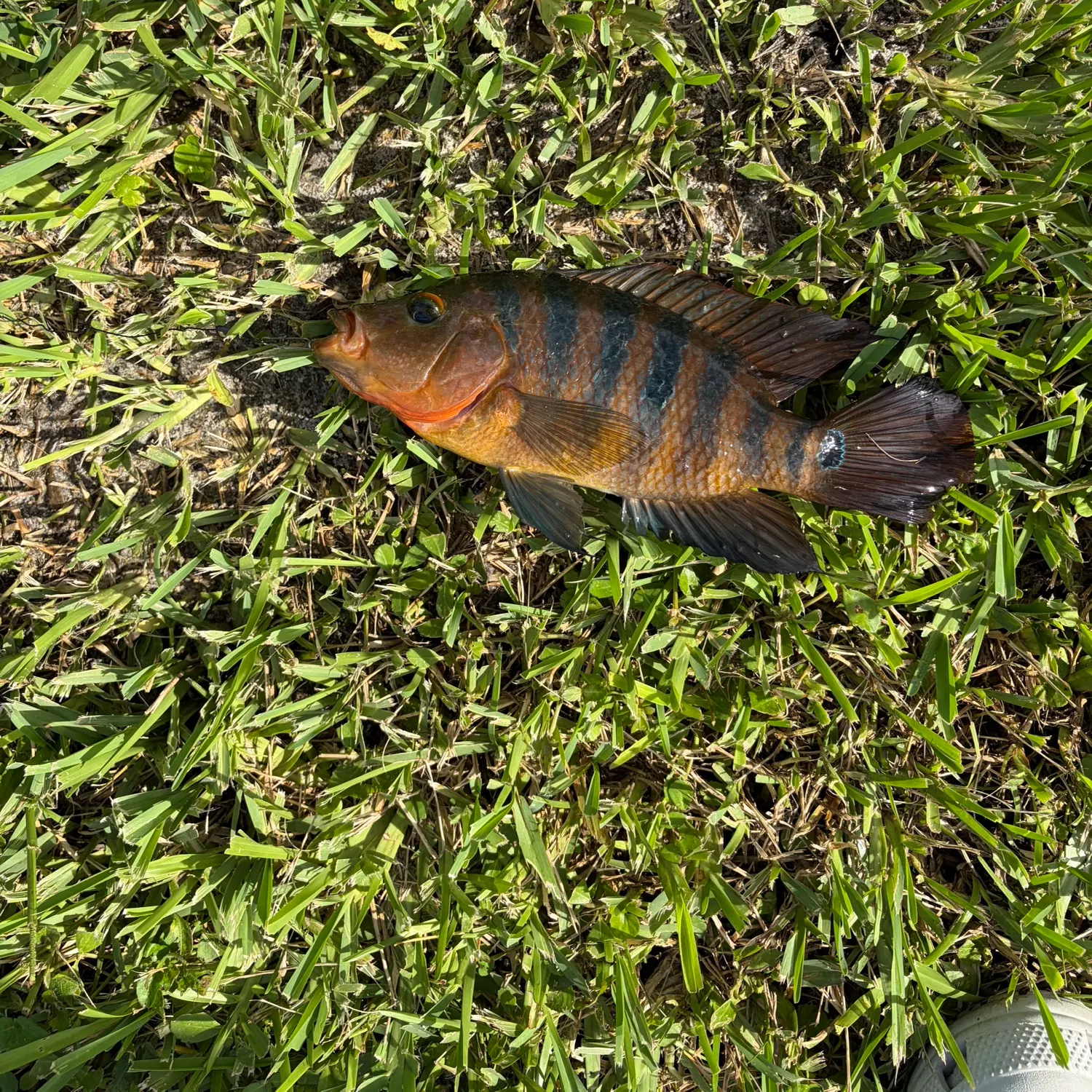 Mayan cichlid caught on Fishbrain