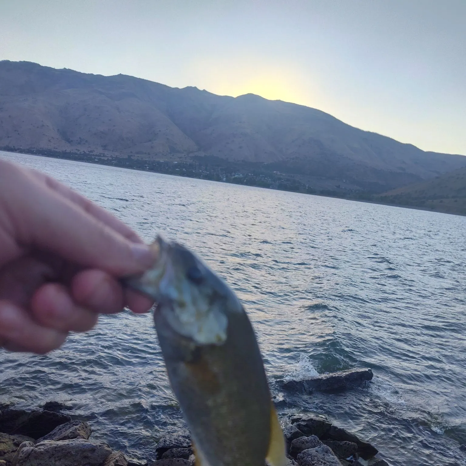 Smallmouth bass caught on Fishbrain