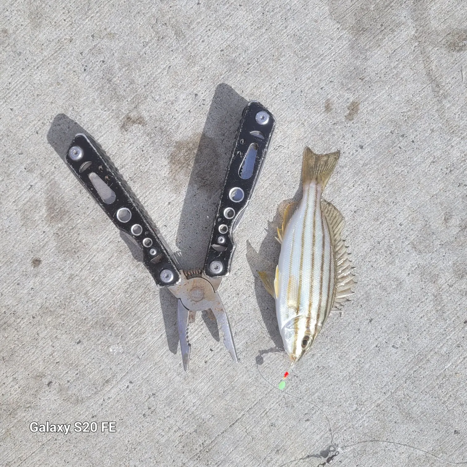 The most recent Eastern striped grunter catches on Fishbrain