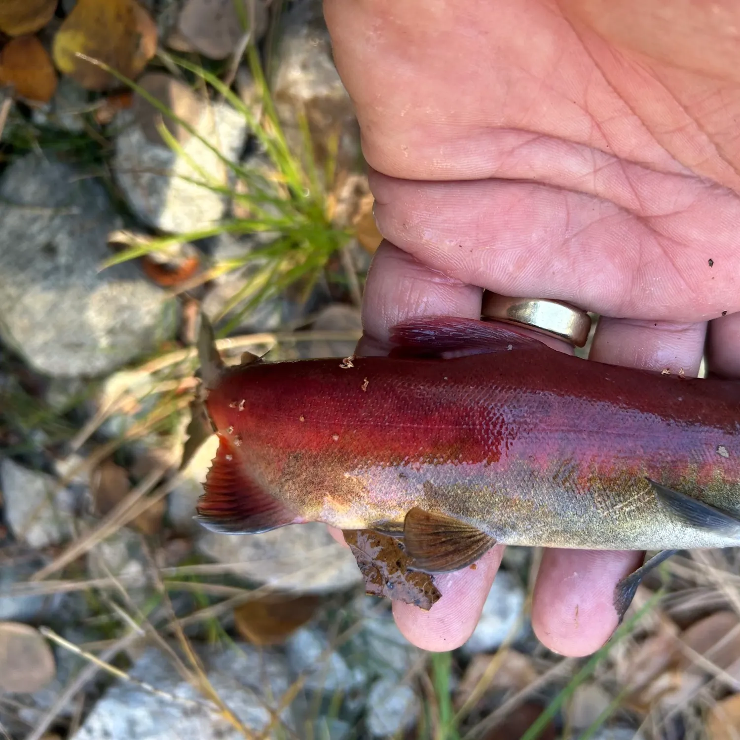 Sockeye salmon caught on Fishbrain