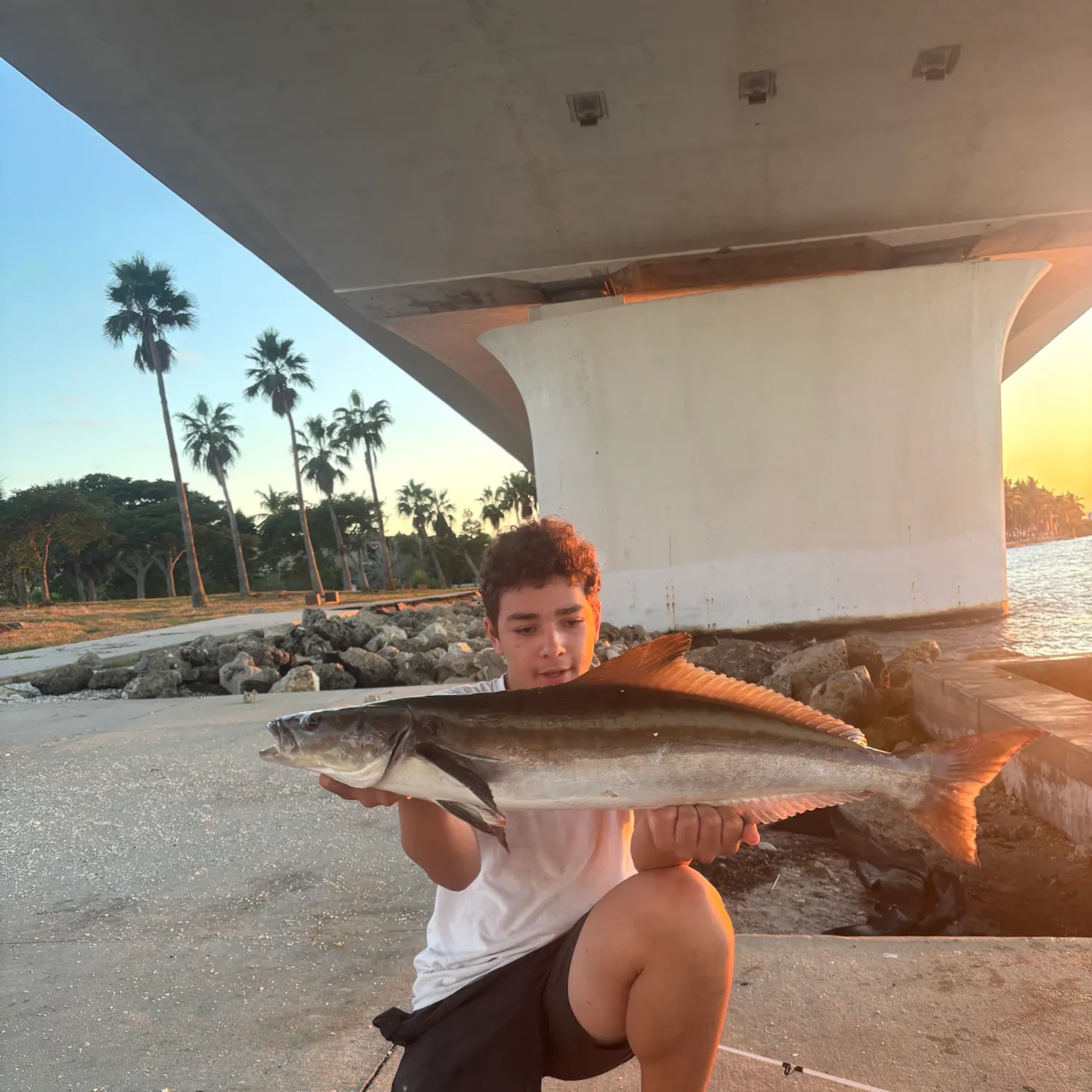 The most recent Cobia catches on Fishbrain