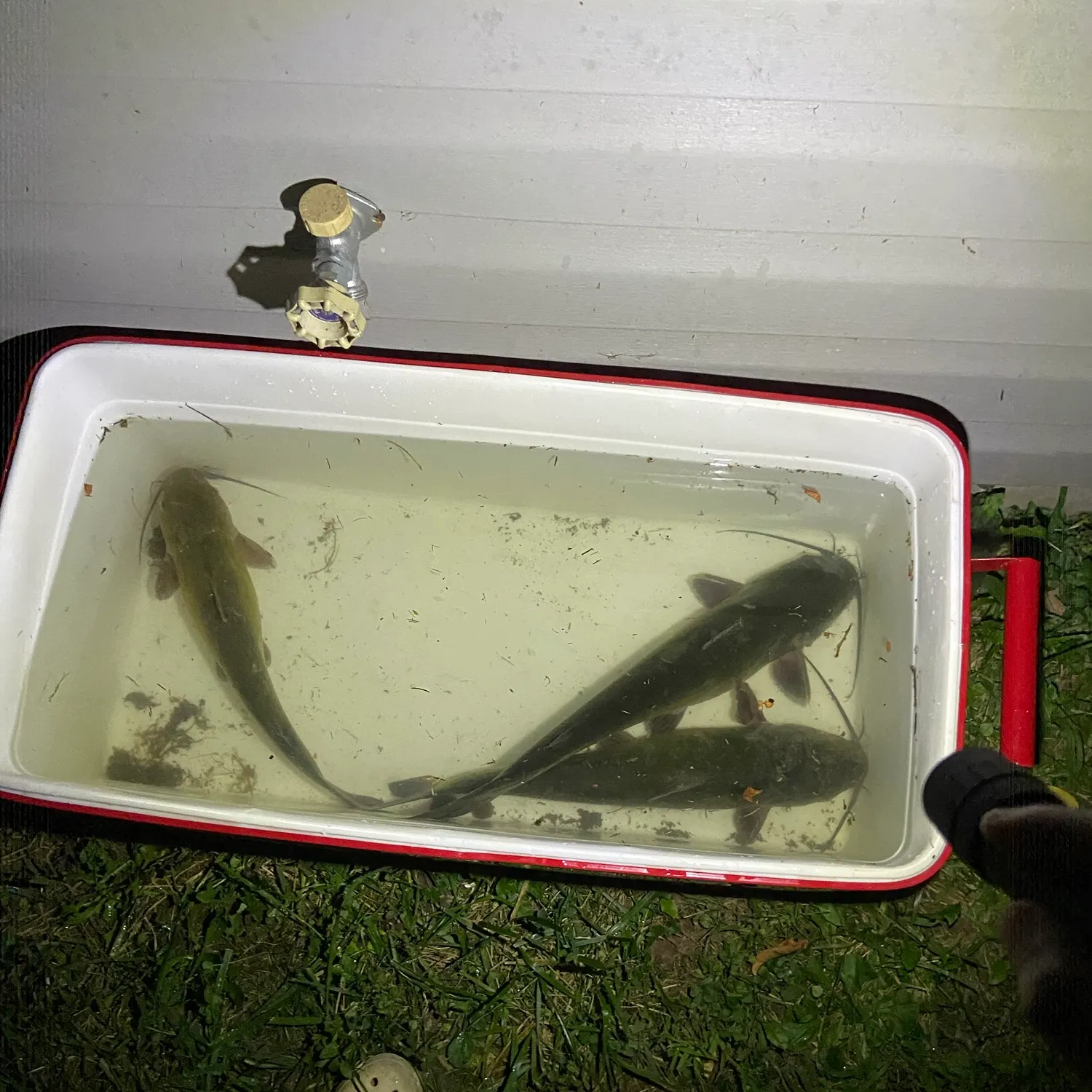 Channel catfish caught on Fishbrain