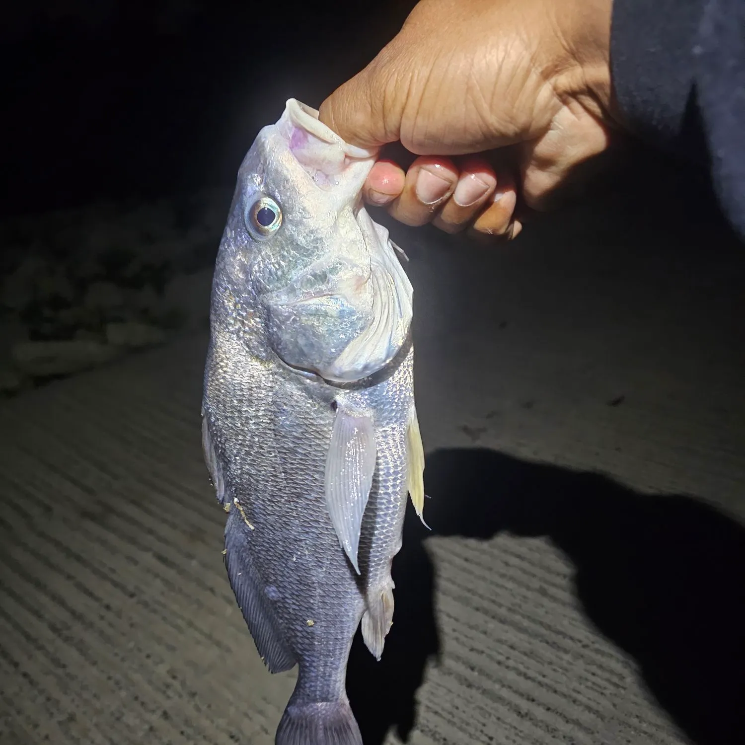 Freshwater drum caught on Fishbrain