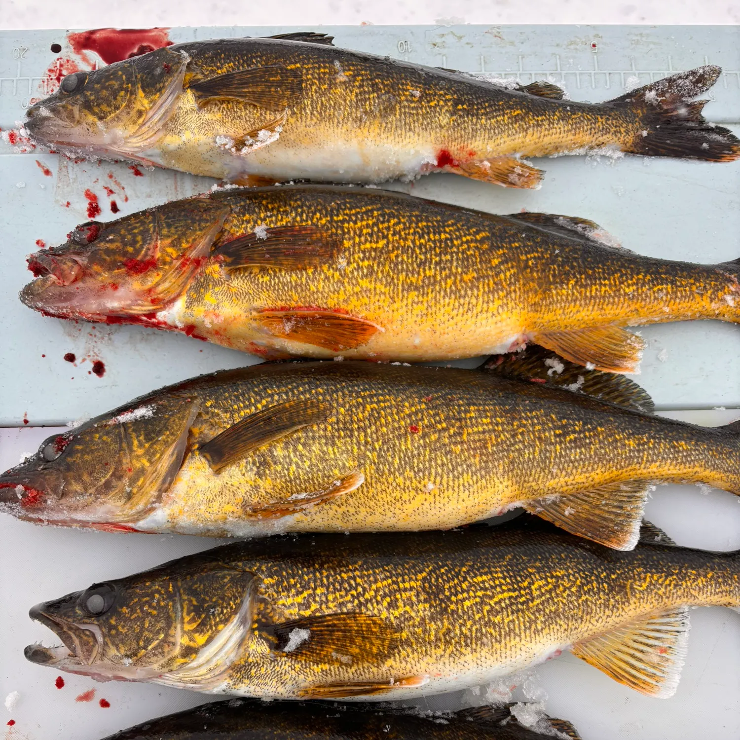 recently logged catches