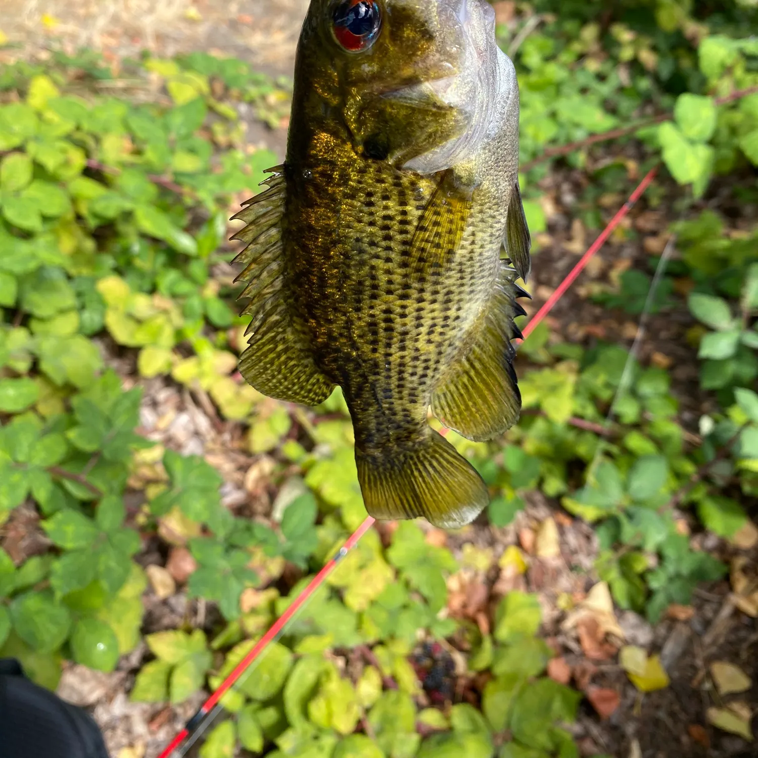 Rock bass caught on Fishbrain