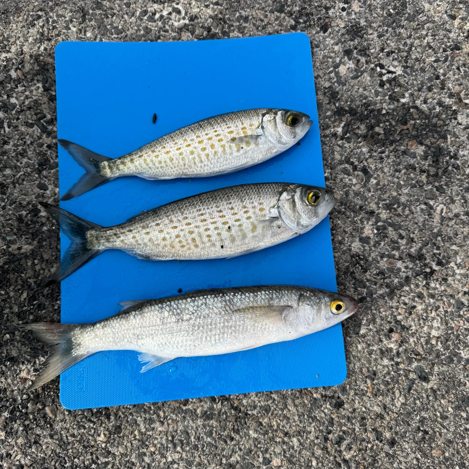 The most recent Australian ruff catches on Fishbrain
