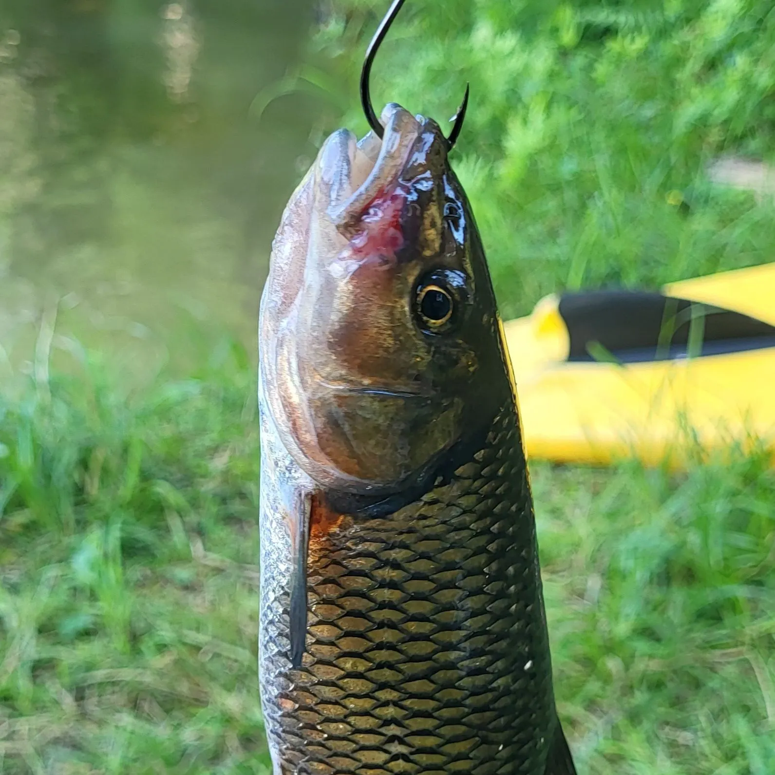 The most recent Fallfish catches on Fishbrain