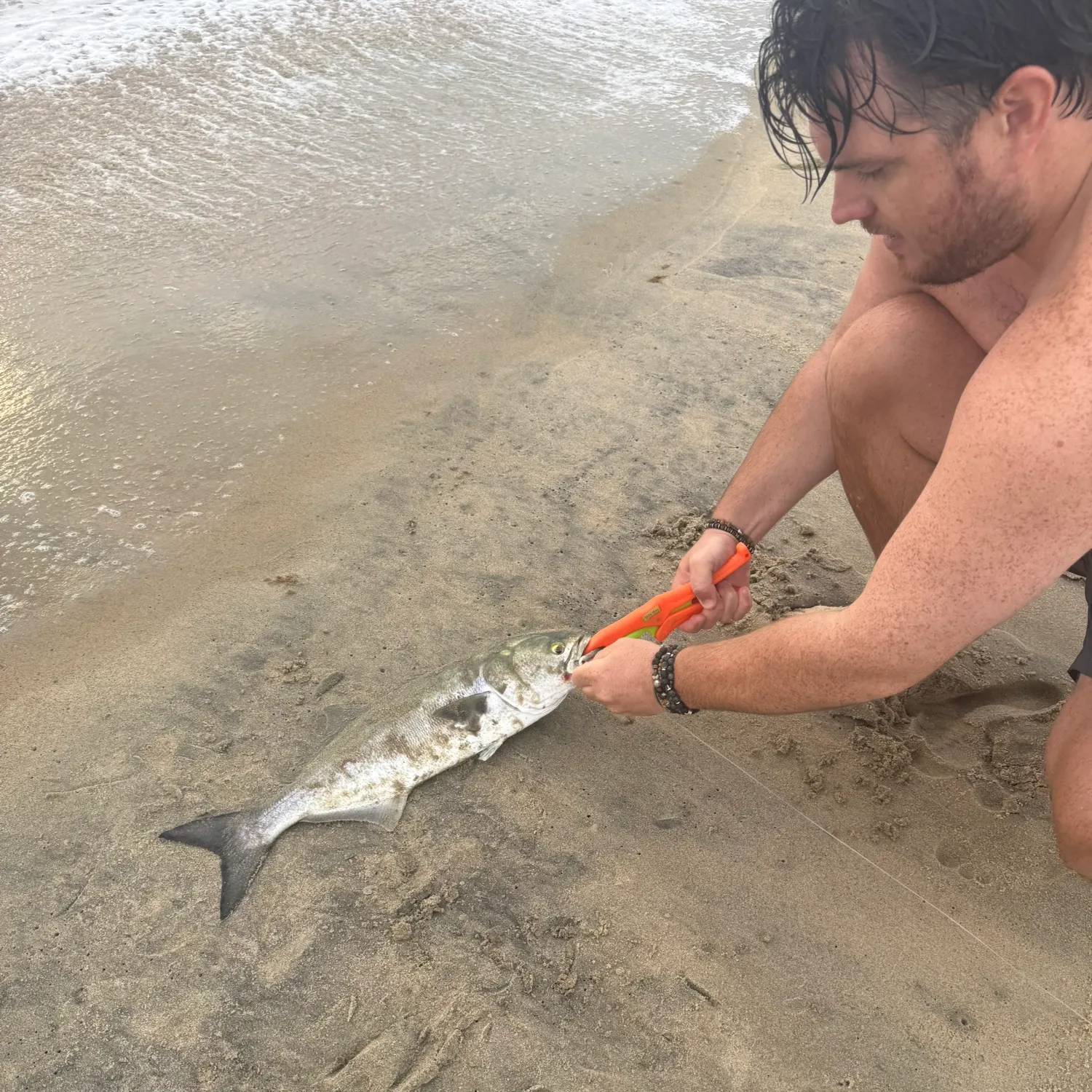 Bluefish caught on Fishbrain