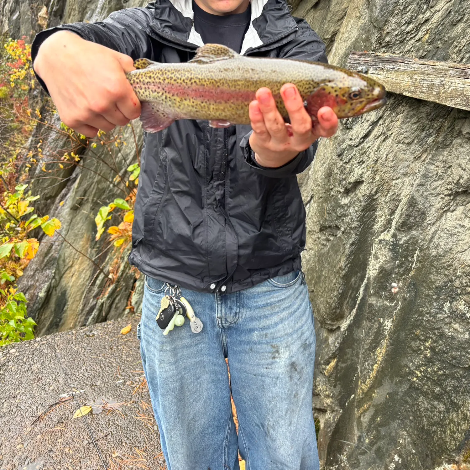 Rainbow trout caught on Fishbrain