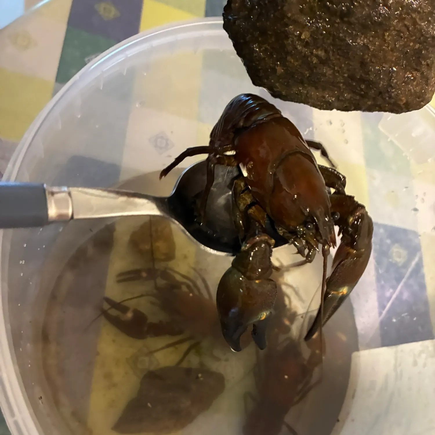 Signal crayfish caught on Fishbrain