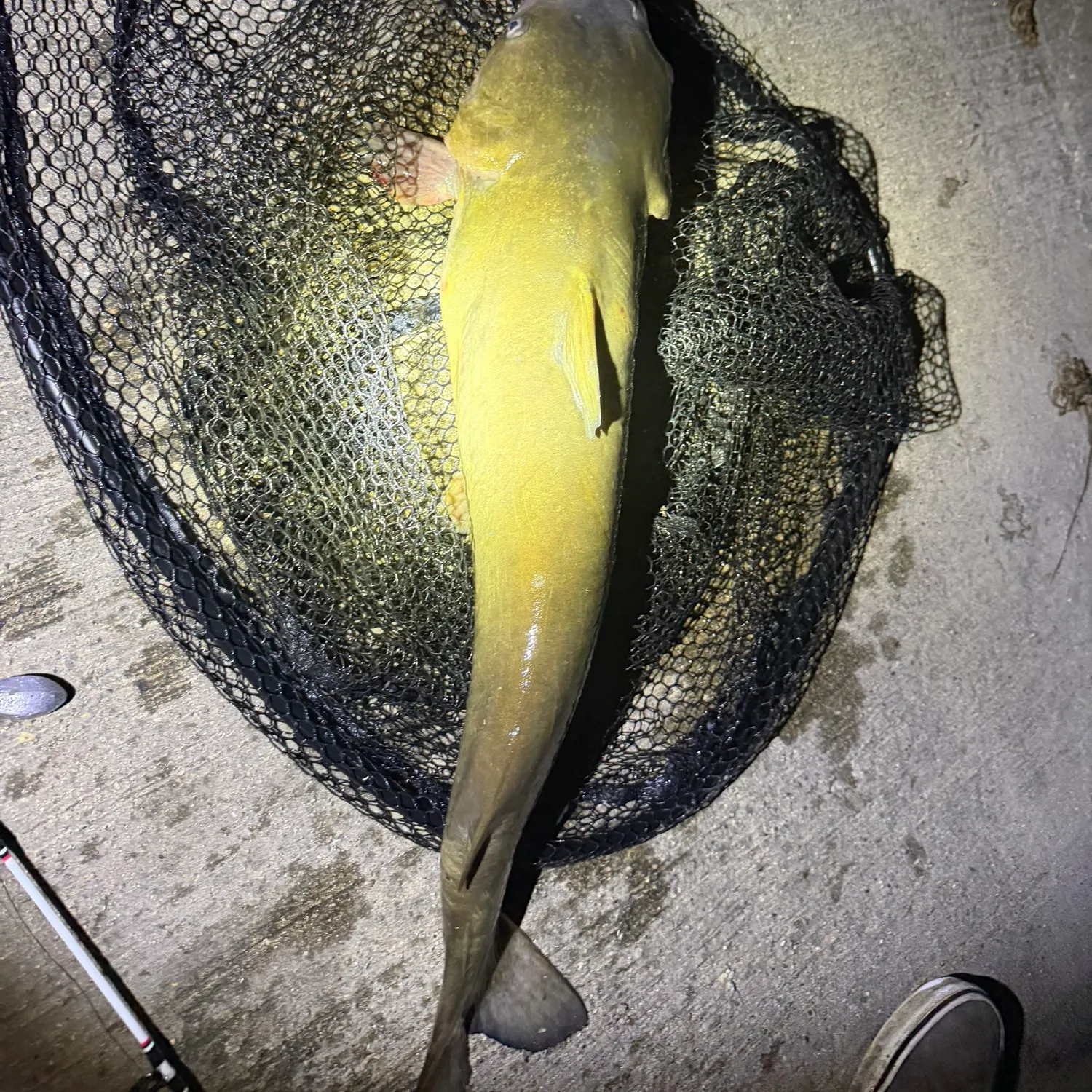 Channel catfish caught on Fishbrain