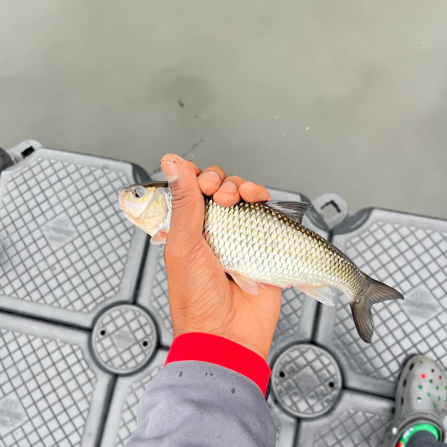 Fallfish caught on Fishbrain