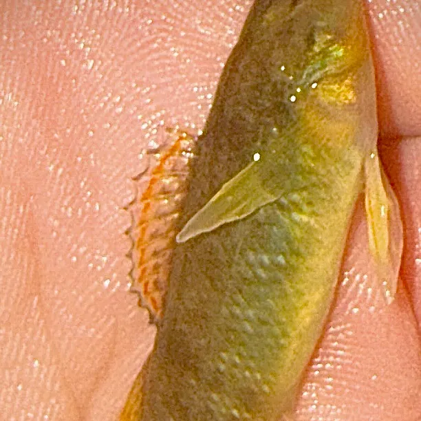 The most recent Rainbow darter catches on Fishbrain