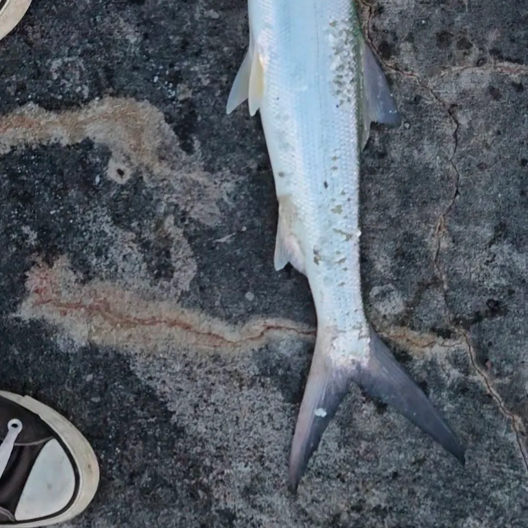 Ladyfish caught on Fishbrain