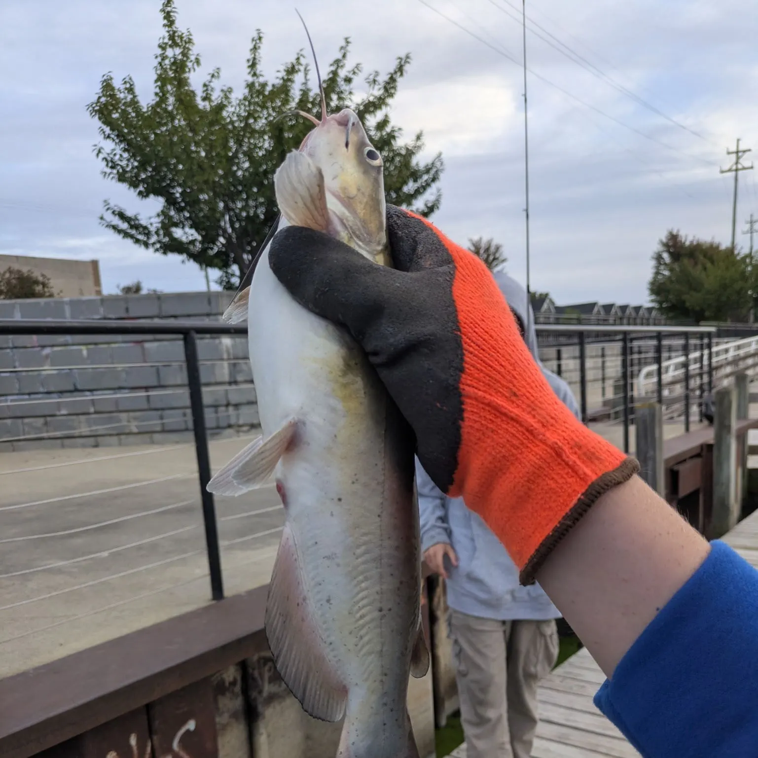 Channel catfish caught on Fishbrain