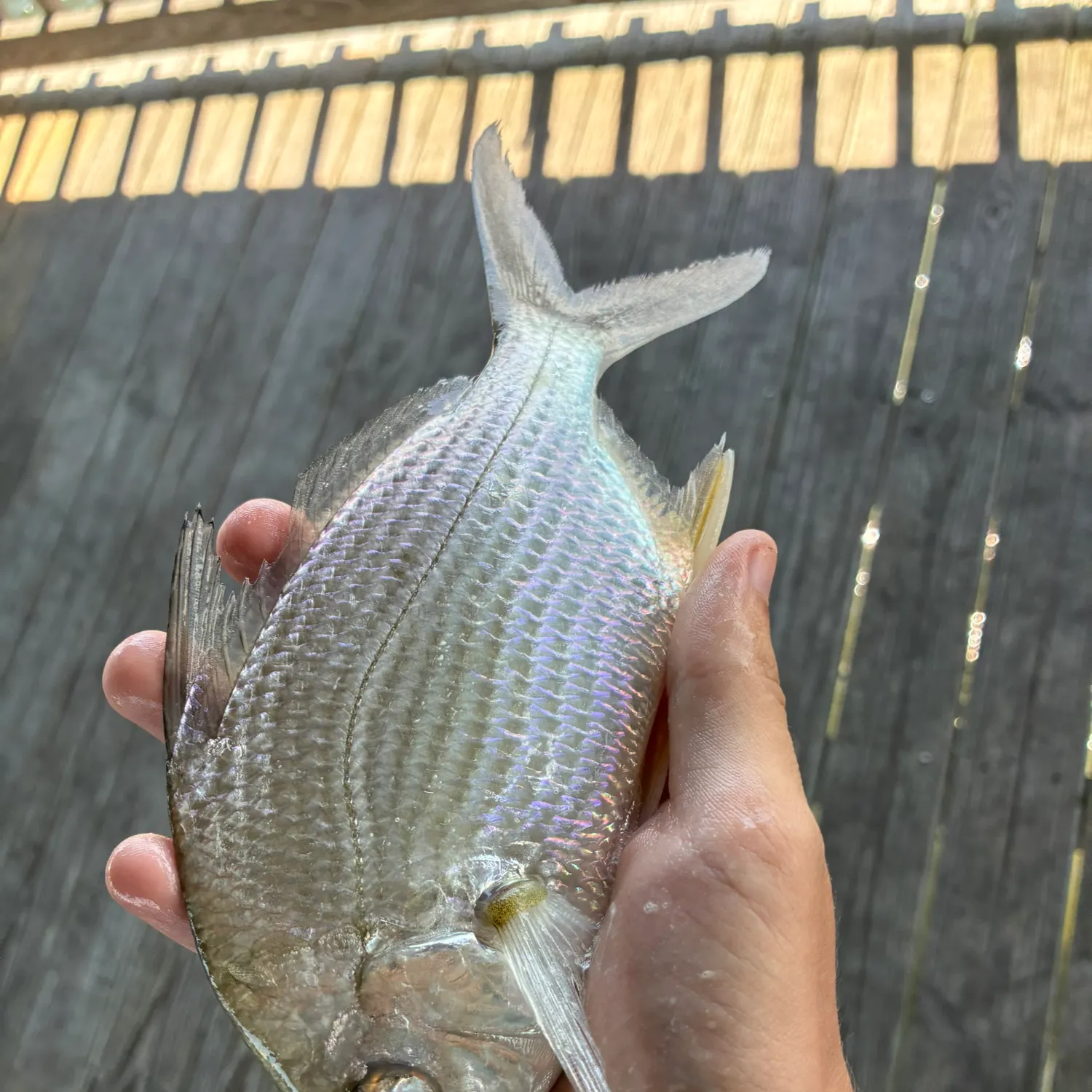The most recent Irish mojarra catches on Fishbrain