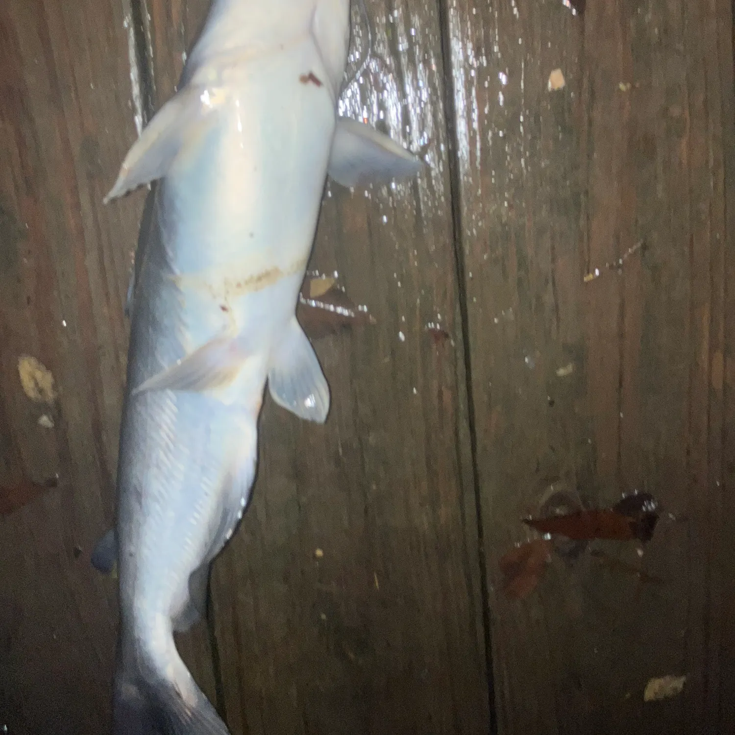 Blue catfish caught on Fishbrain