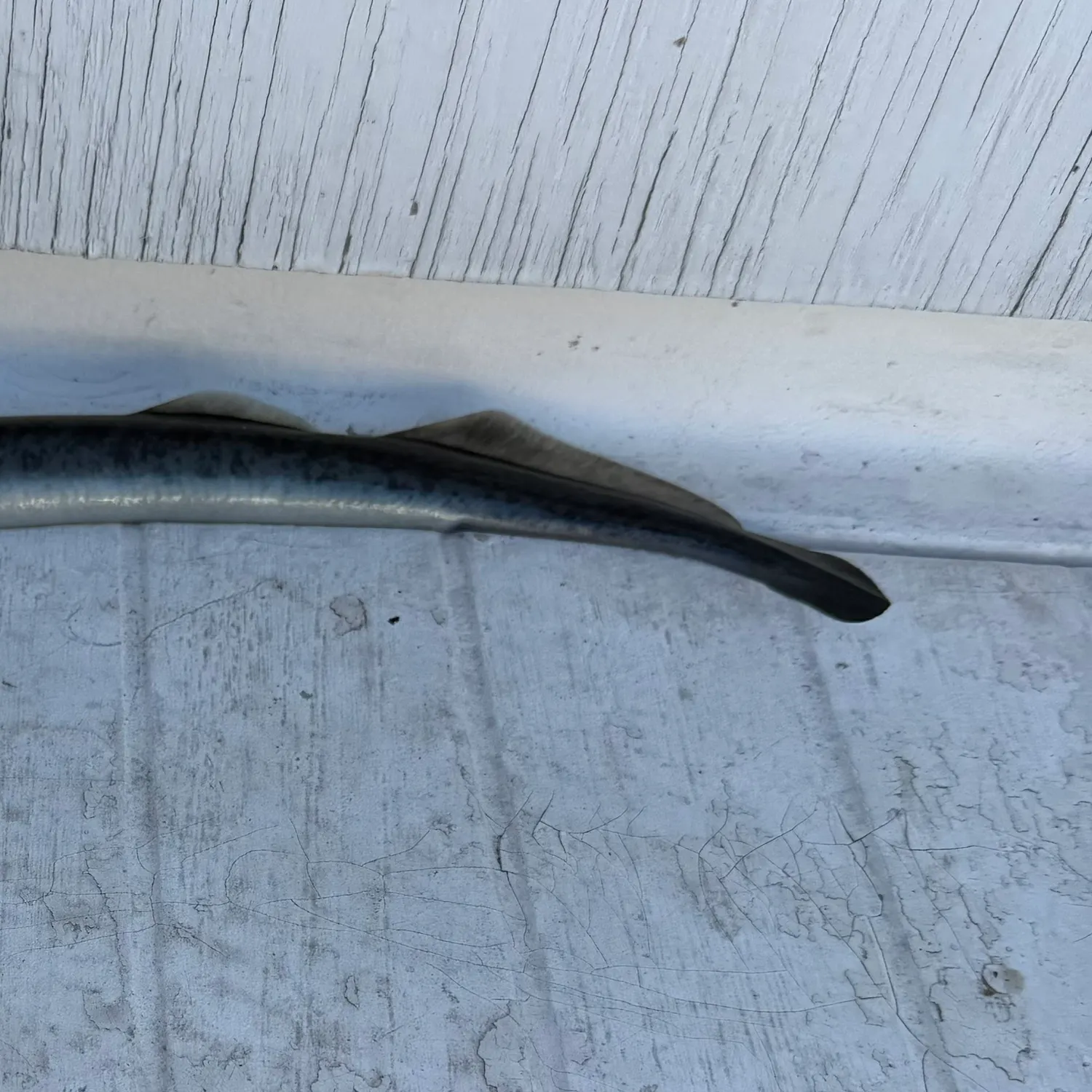 The most recent Sea lamprey catches on Fishbrain