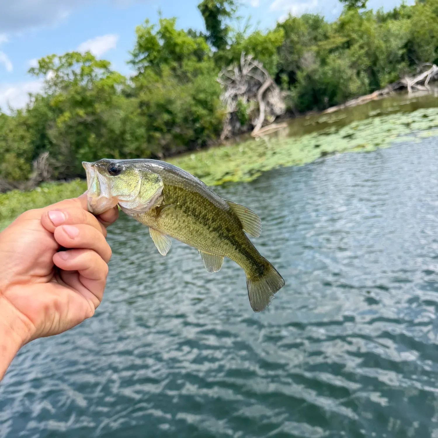 Largemouth bass caught on Fishbrain