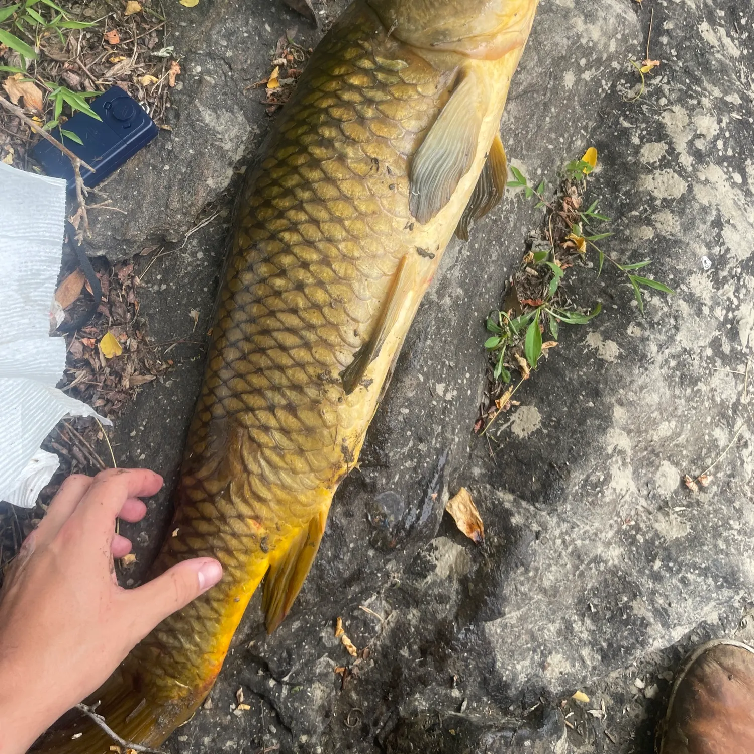 catch