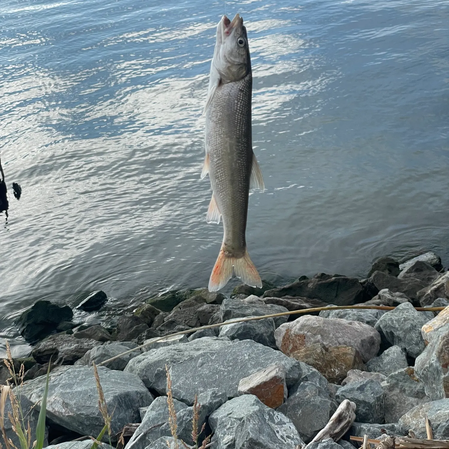 The most recent Sacramento pikeminnow catches on Fishbrain