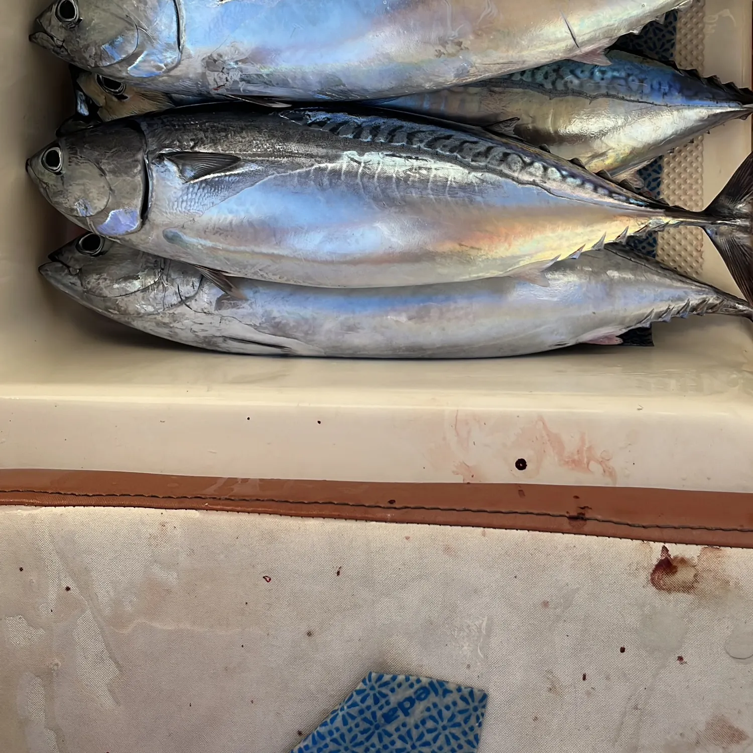 The most recent Black skipjack tuna catches on Fishbrain