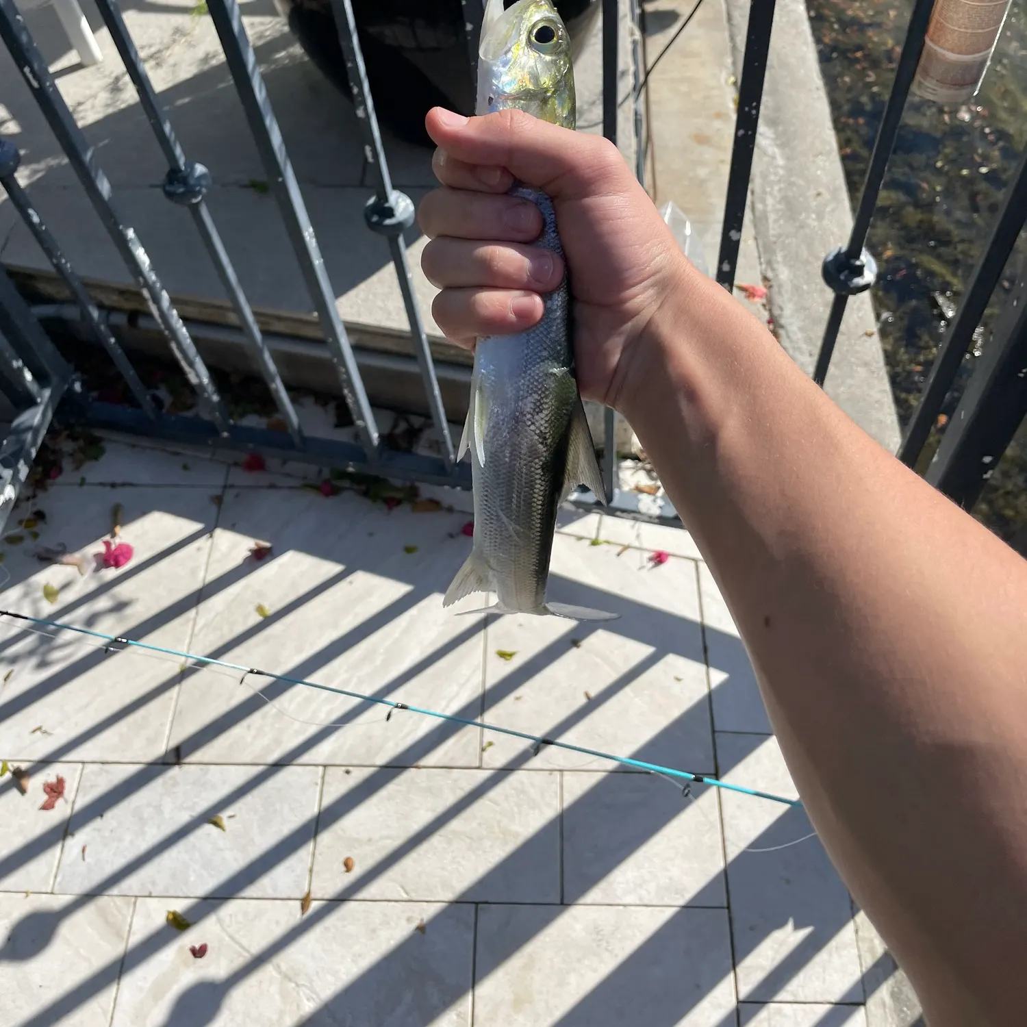 The most recent Ladyfish catches on Fishbrain