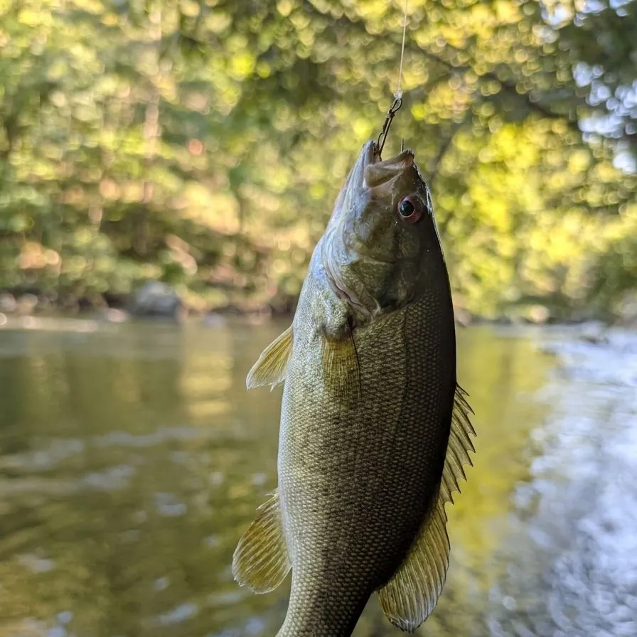 Smallmouth bass caught on Fishbrain