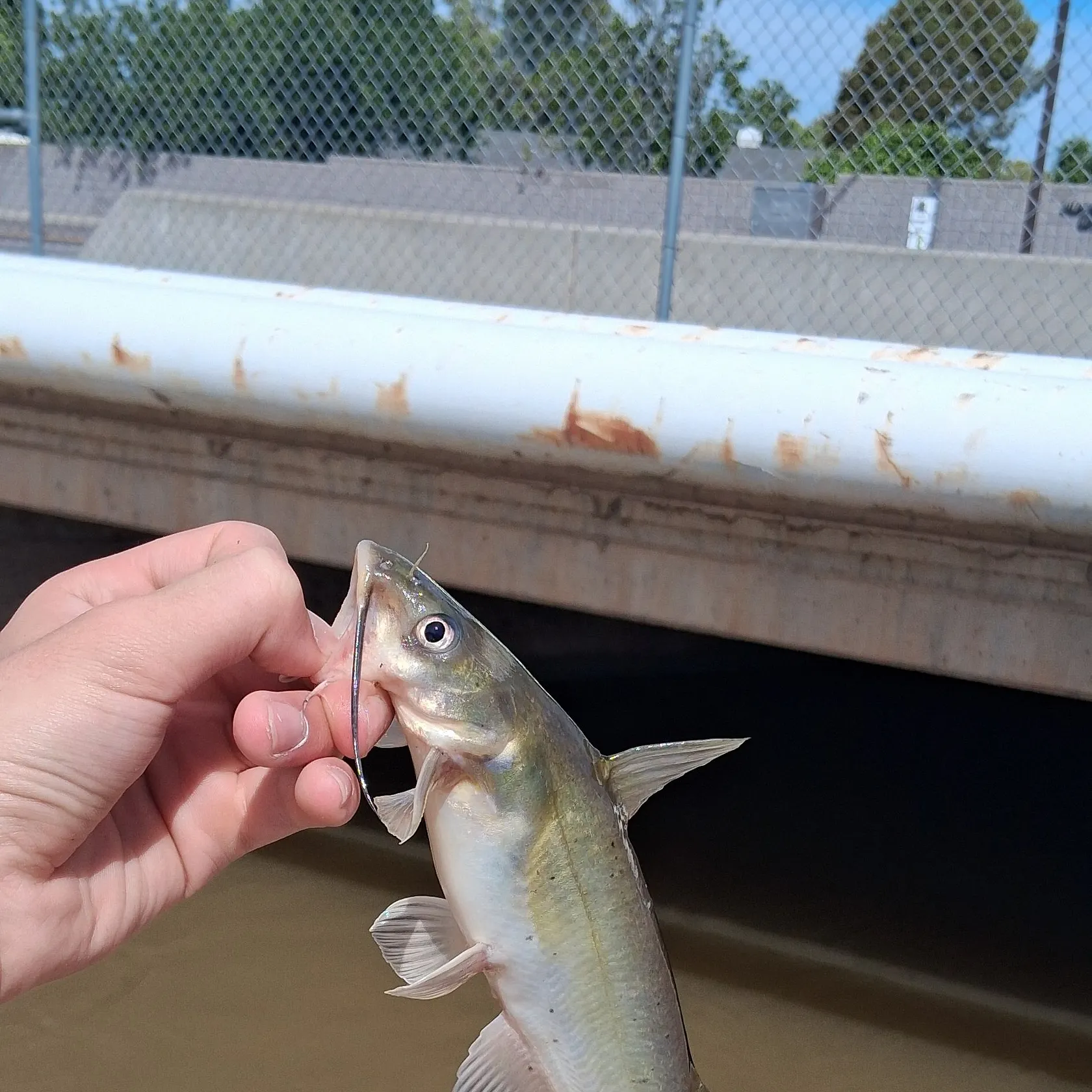 Channel catfish caught on Fishbrain