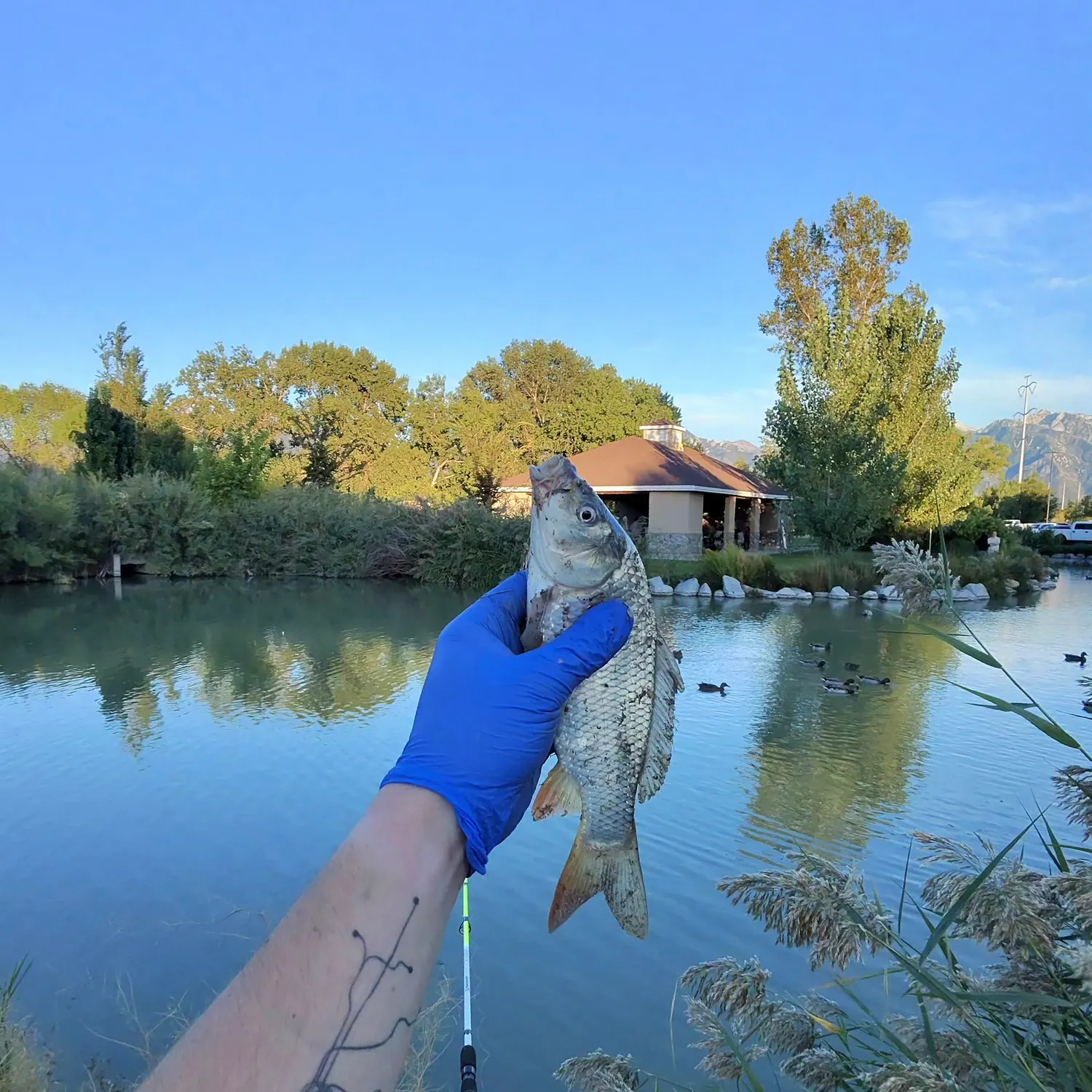 Common carp caught on Fishbrain