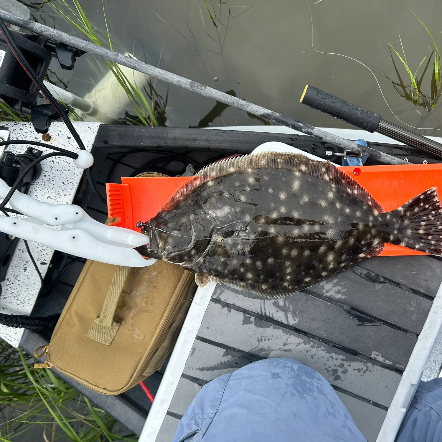 Summer flounder caught on Fishbrain