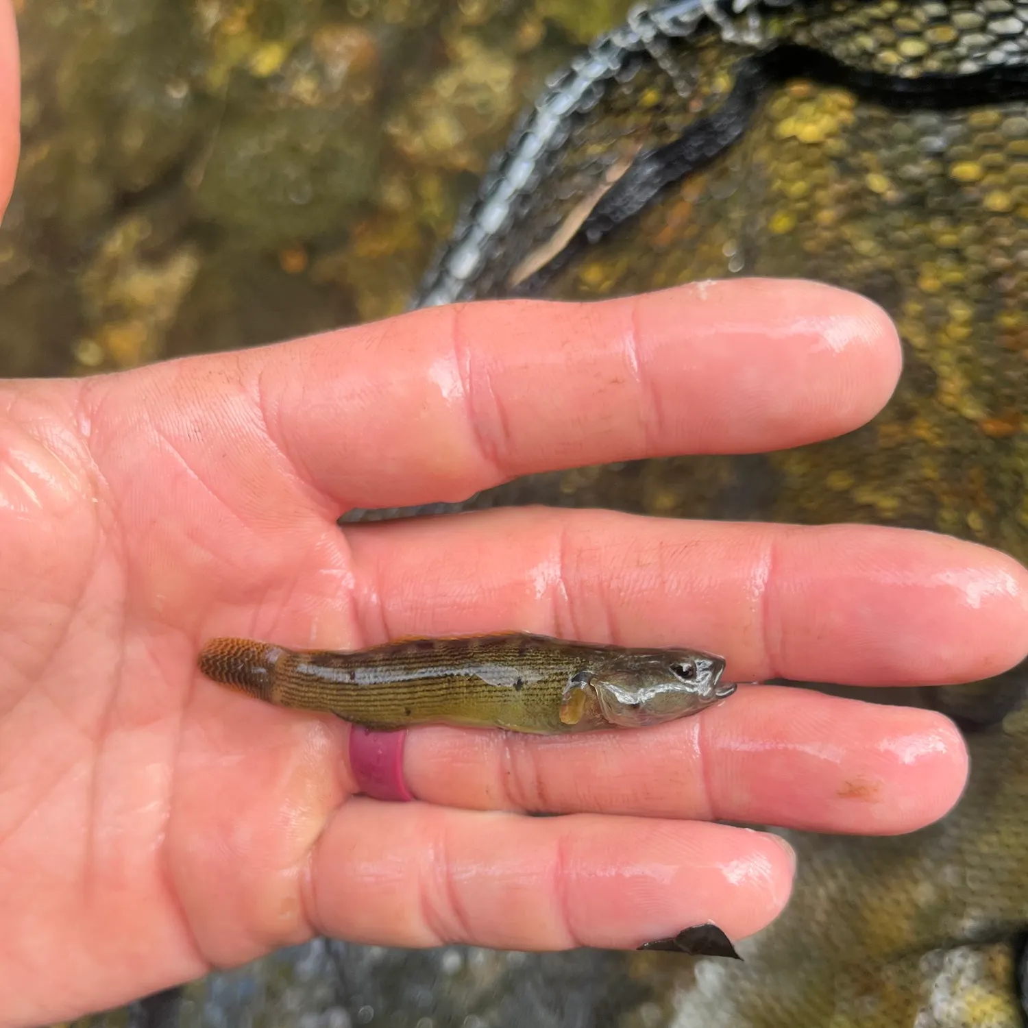 The most recent Fantail darter catches on Fishbrain