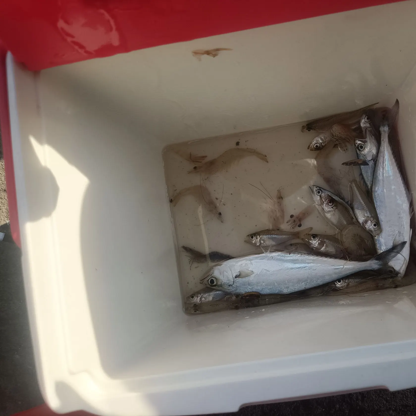 The most recent Needlescaled queenfish catches on Fishbrain