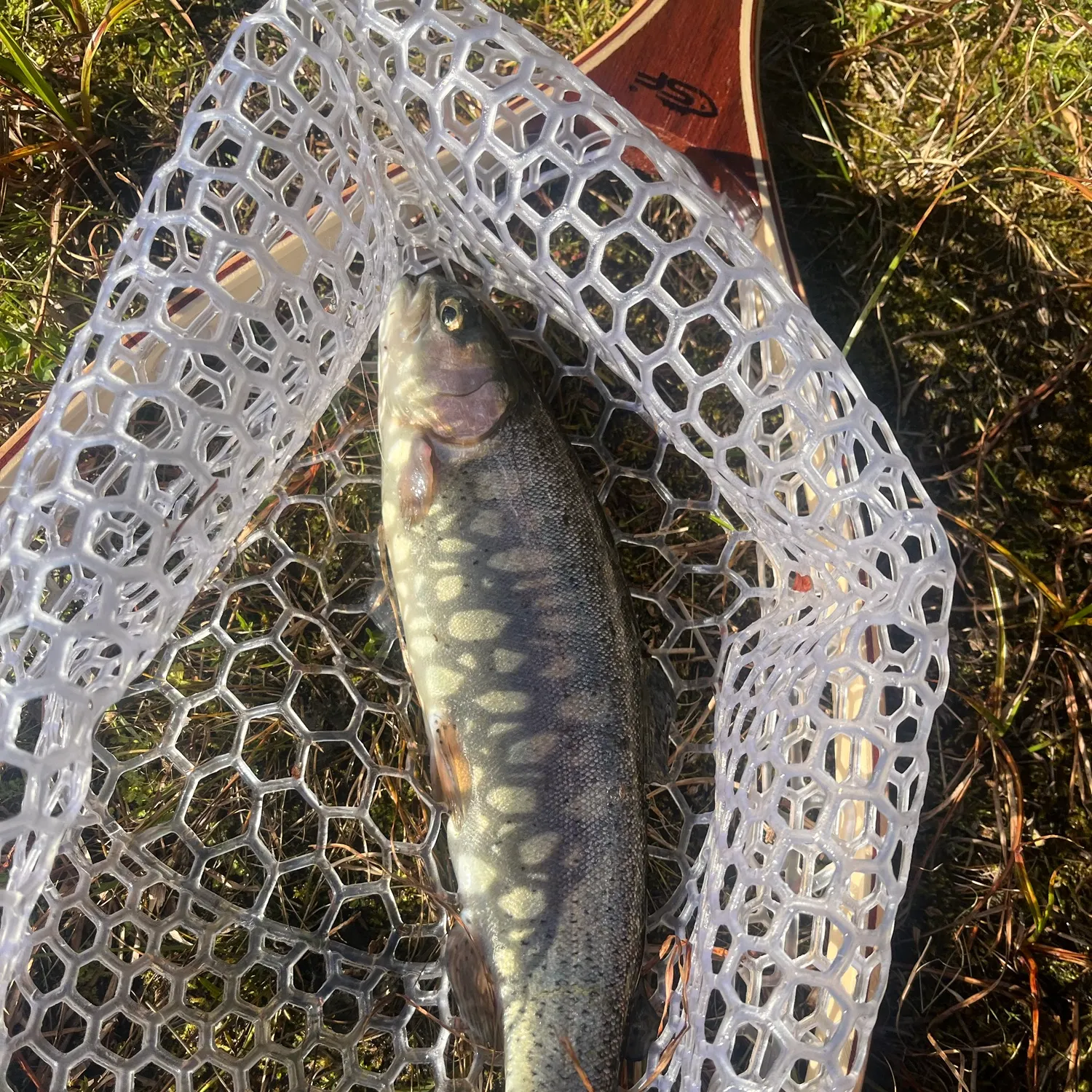 Rainbow trout caught on Fishbrain