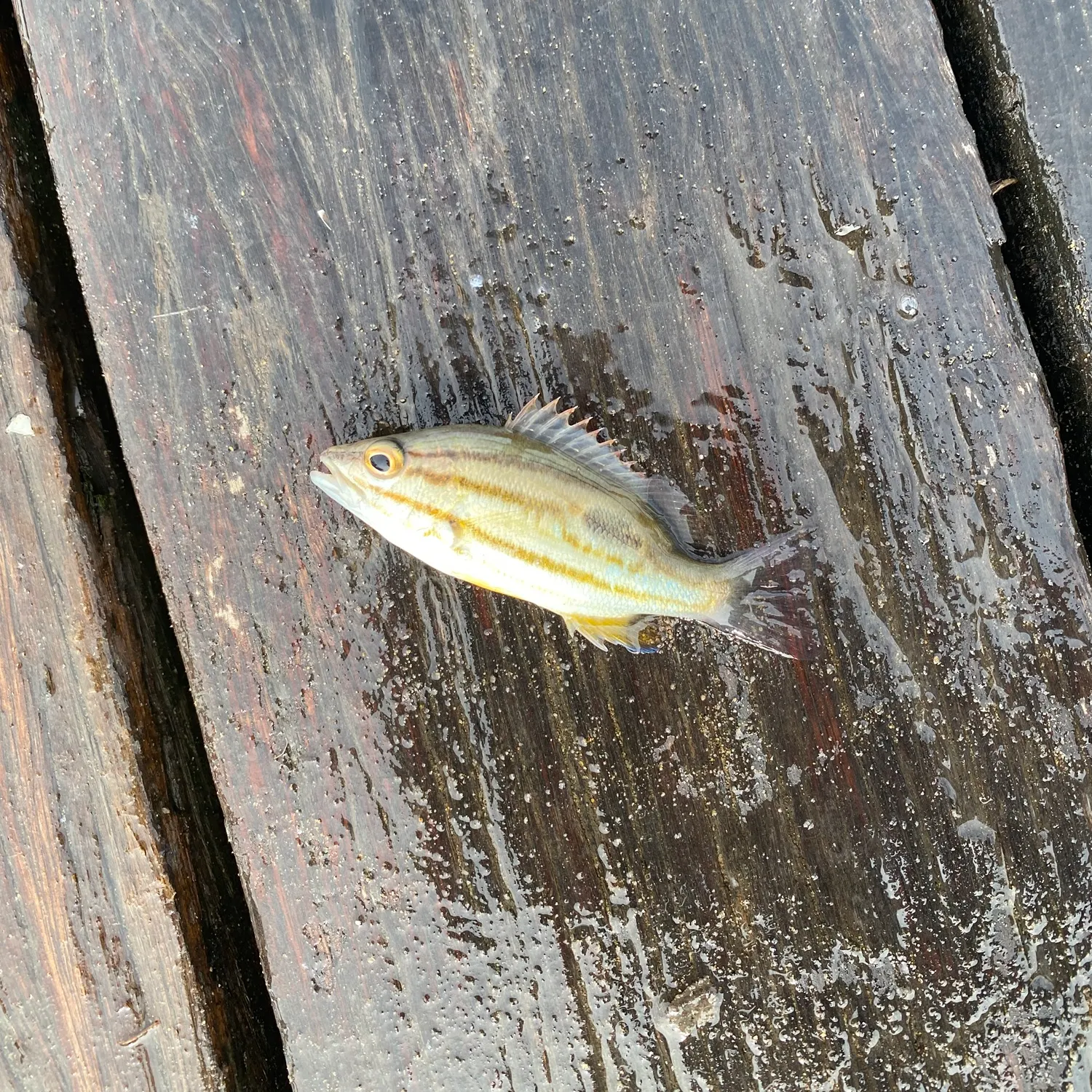 The most recent Moses perch catches on Fishbrain