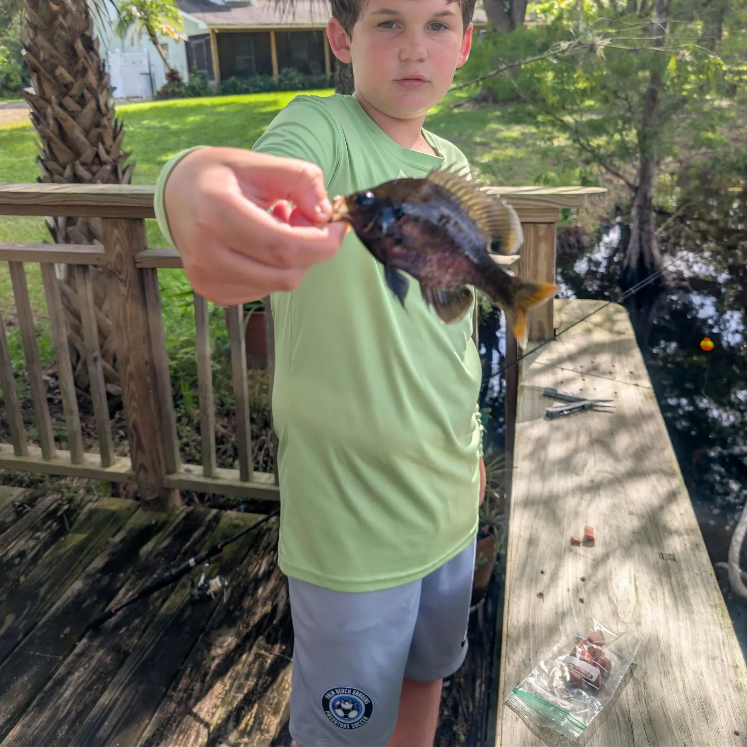 Bluegill caught on Fishbrain