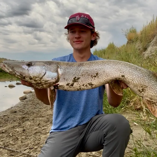 Northern pike caught on Fishbrain