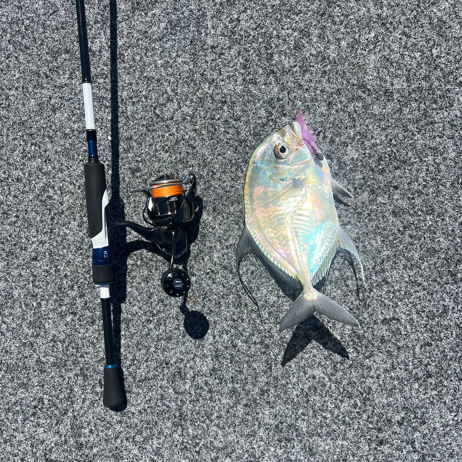 Longrakered trevally caught on Fishbrain