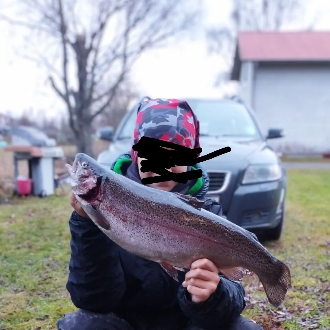 Rainbow trout caught on Fishbrain