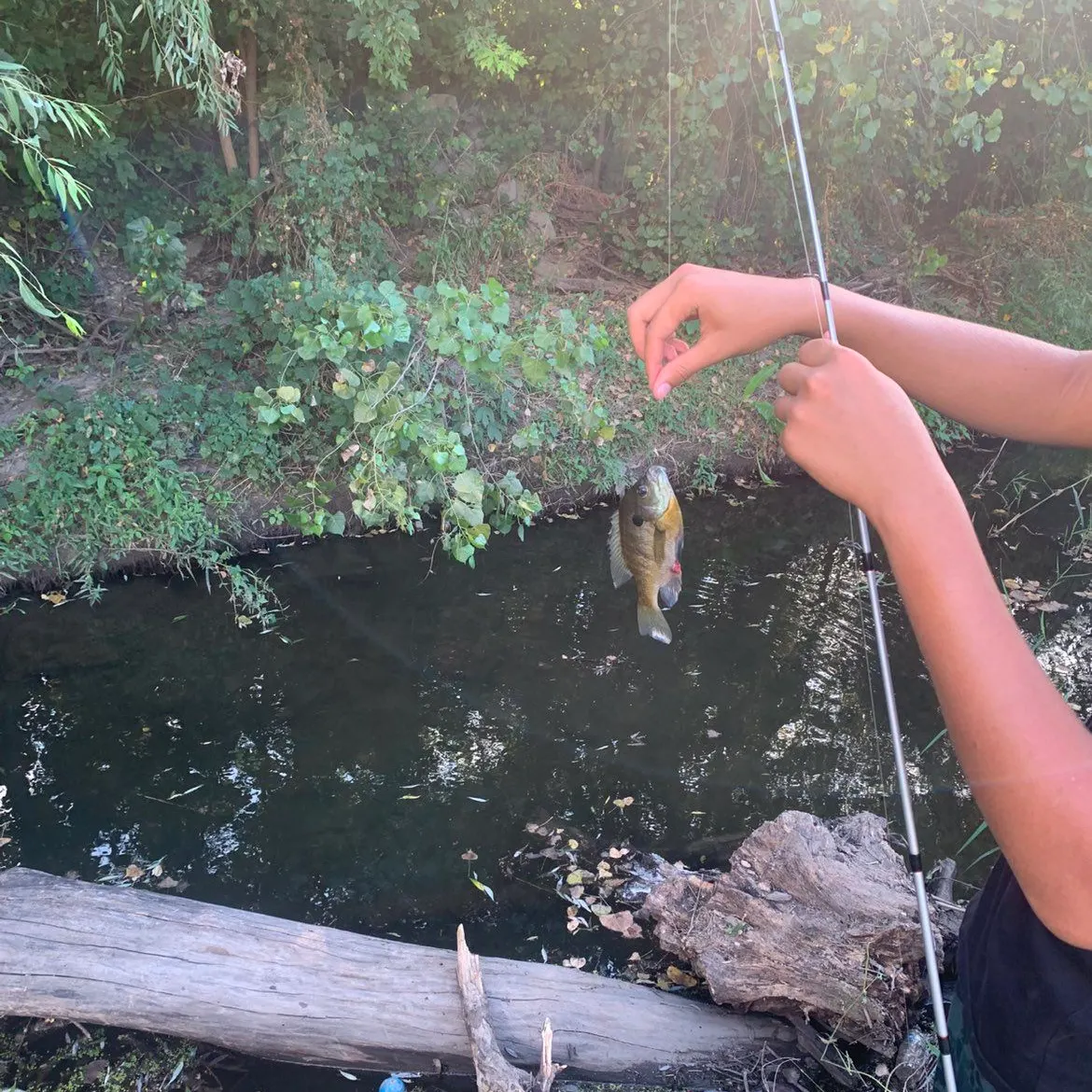 Bluegill caught on Fishbrain