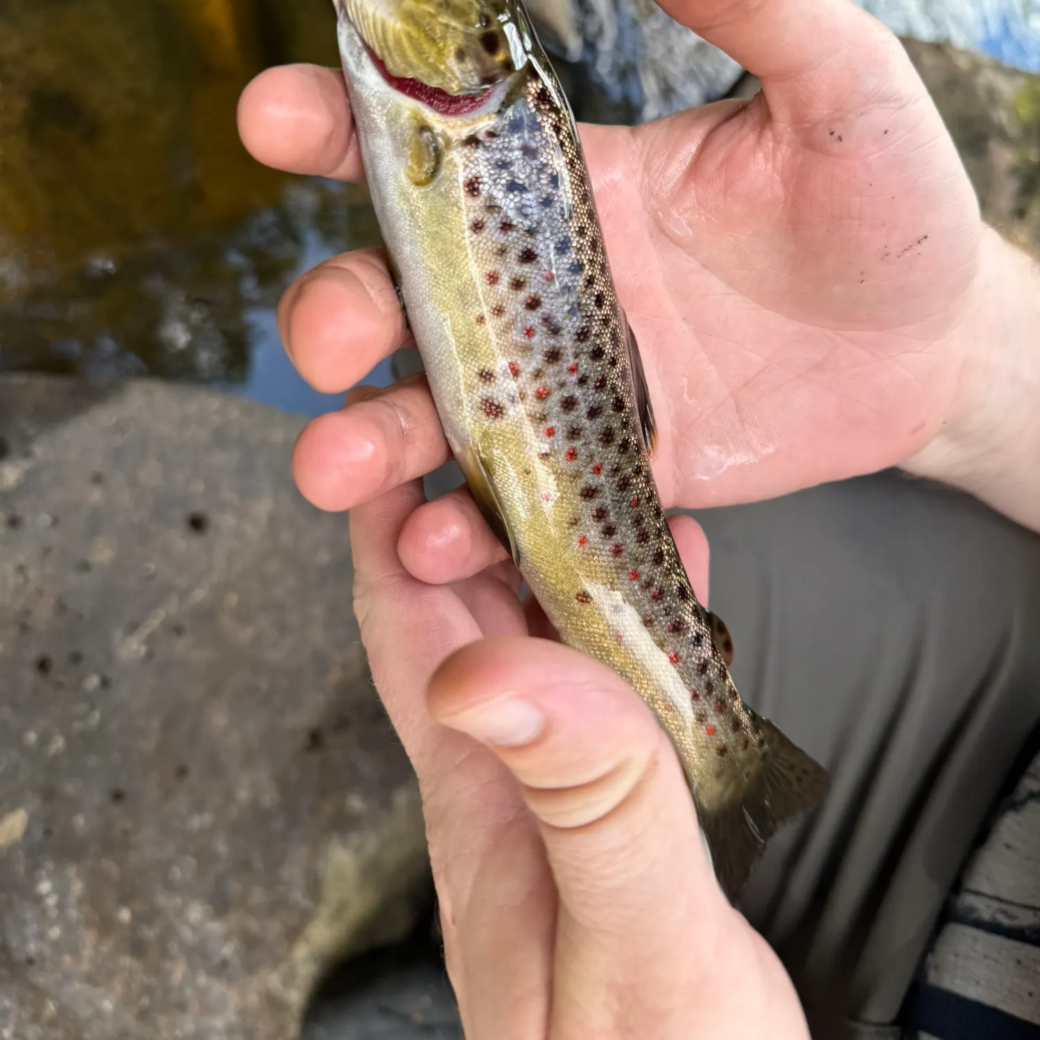 Brown trout caught on Fishbrain