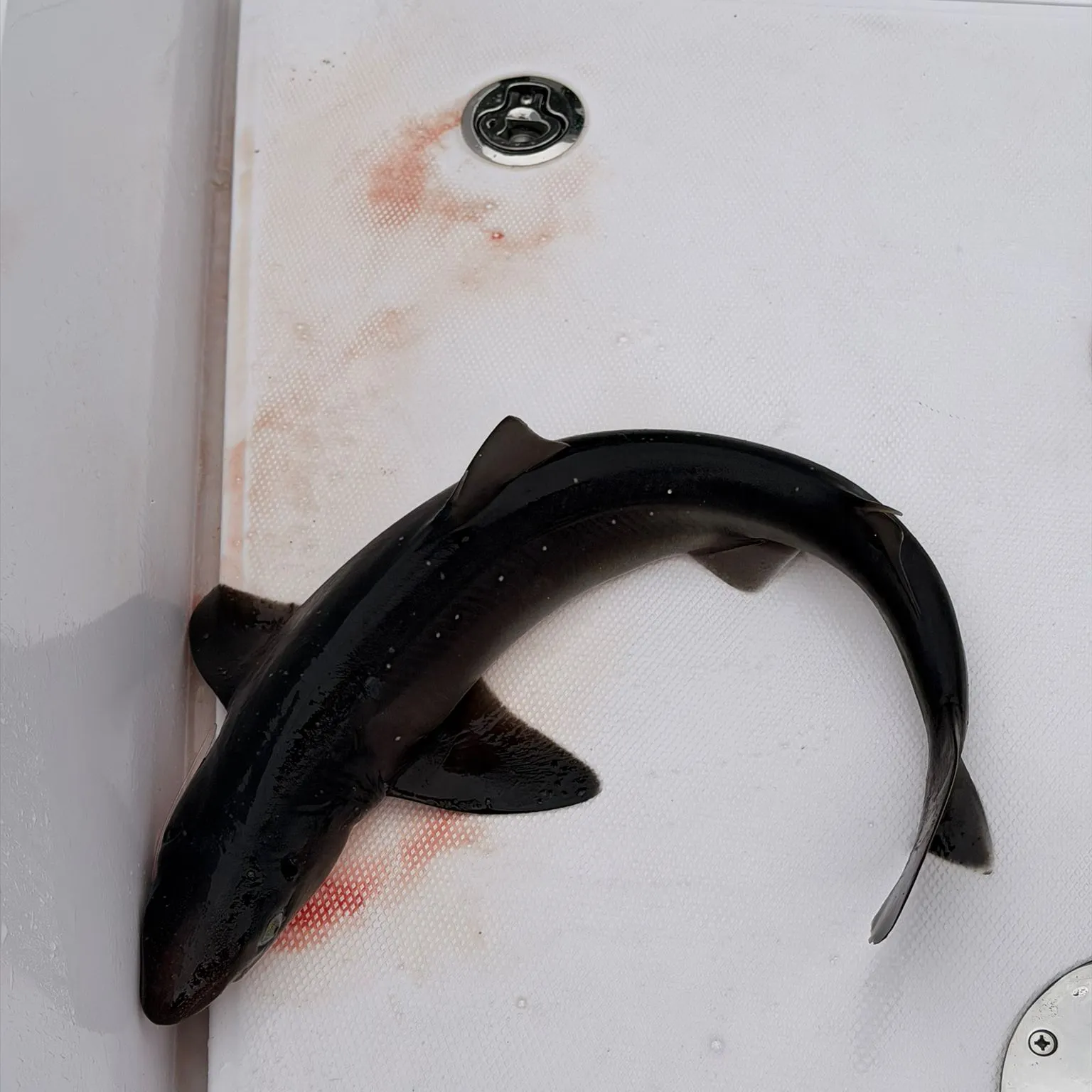 The most recent Northern spiny dogfish catches on Fishbrain