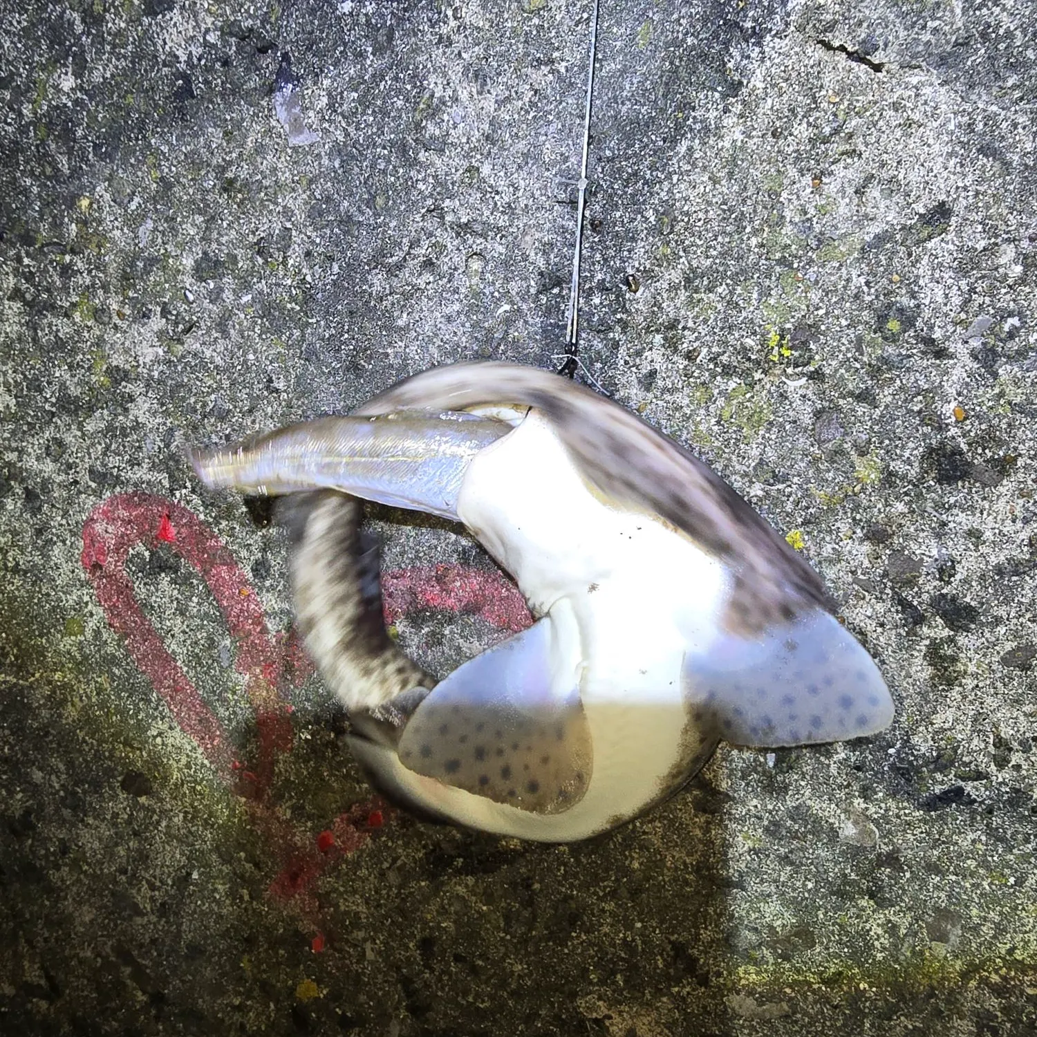 The most recent Lesser spotted dogfish catches on Fishbrain