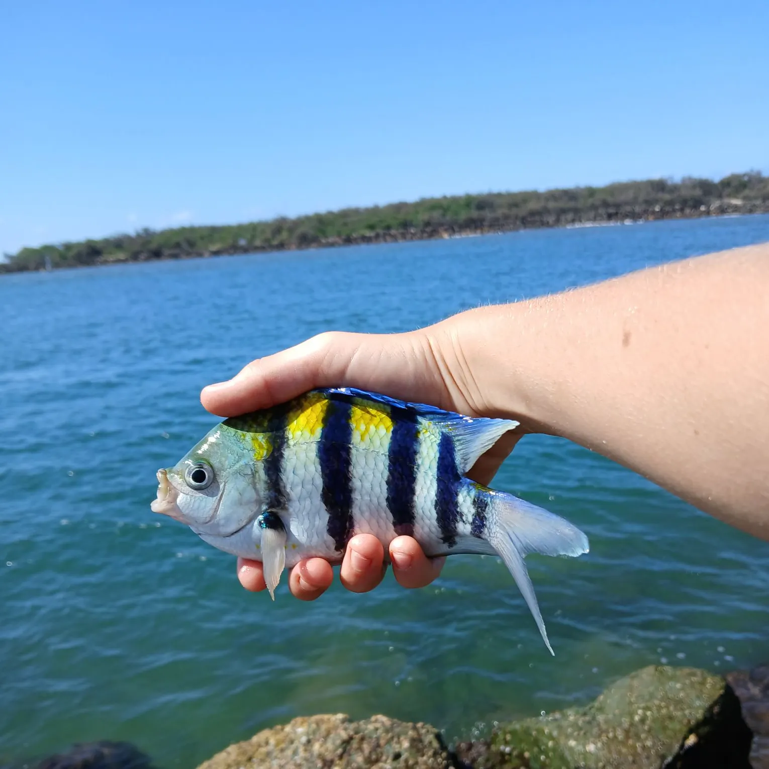 The most recent Black drummer catches on Fishbrain